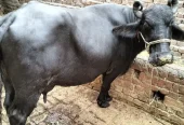 2 Nili Ravi Buffalo for sale