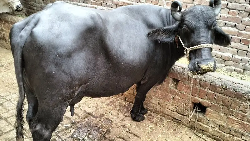 2 Nili Ravi Buffalo for sale