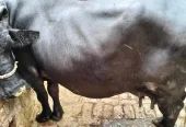 2 Nili Ravi Buffalo for sale