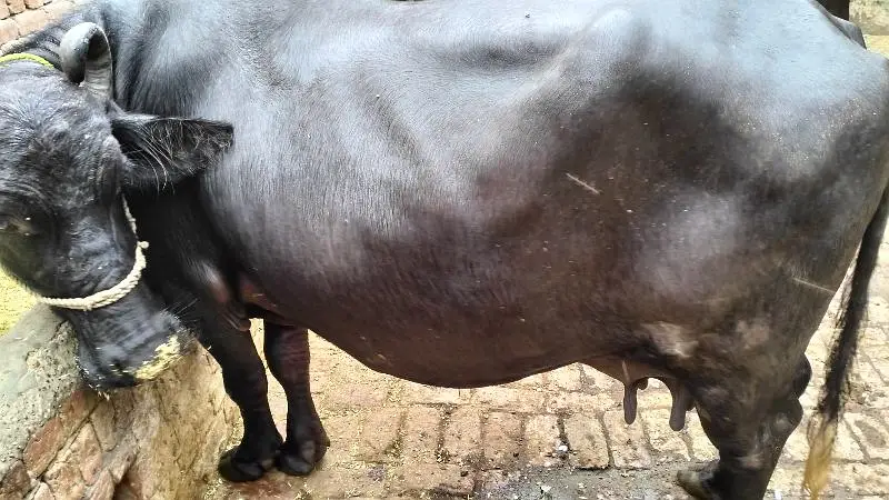 2 Nili Ravi Buffalo for sale