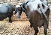 2 Nili Ravi Buffalo for sale