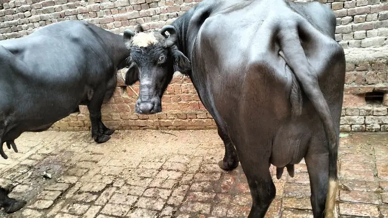 2 Nili Ravi Buffalo for sale