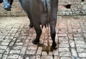 2 Nili Ravi Buffalo for sale