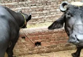 2 Nili Ravi Buffalo for sale