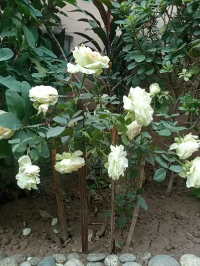 Rs 1,500 Rose flower white colour Model Town Extension, Lahore