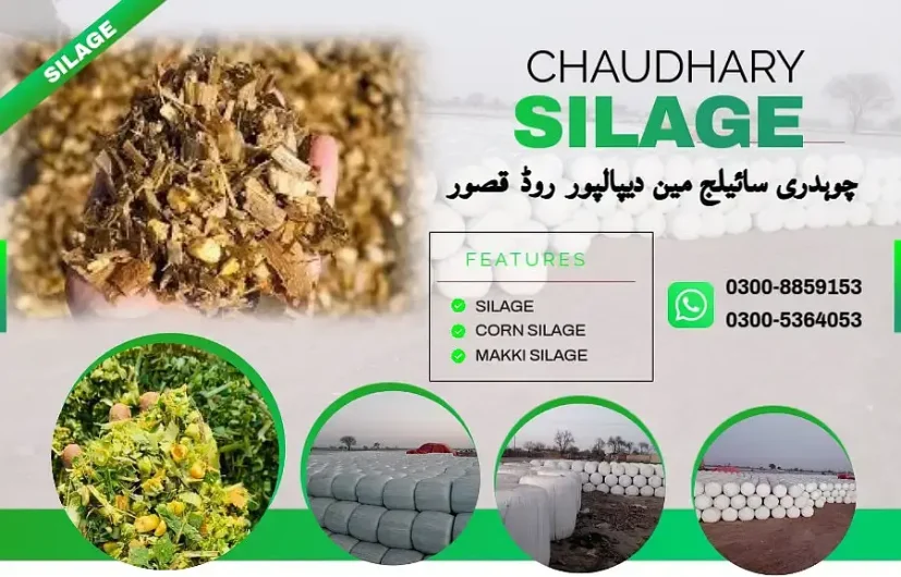 Rs 9,999 Corn Silage/Maki Silage/Animal Feeds Others, Rawalakot