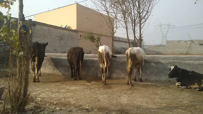 فارم ورکر چاہیے Adiala Road, Rawalpindi