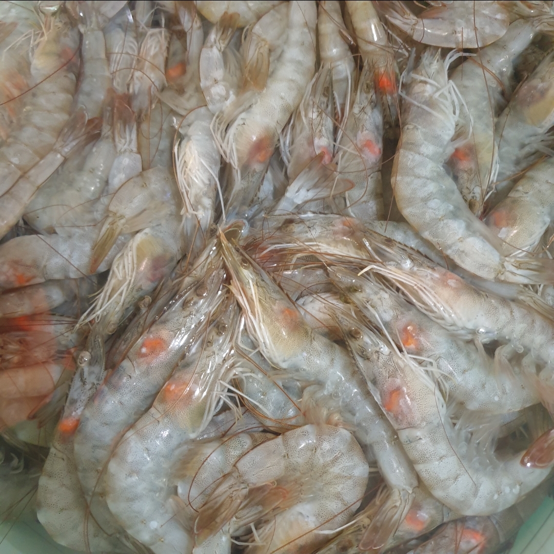 روبیان مزرعي طازج – حجم كبير | التوصيل داخل دبي