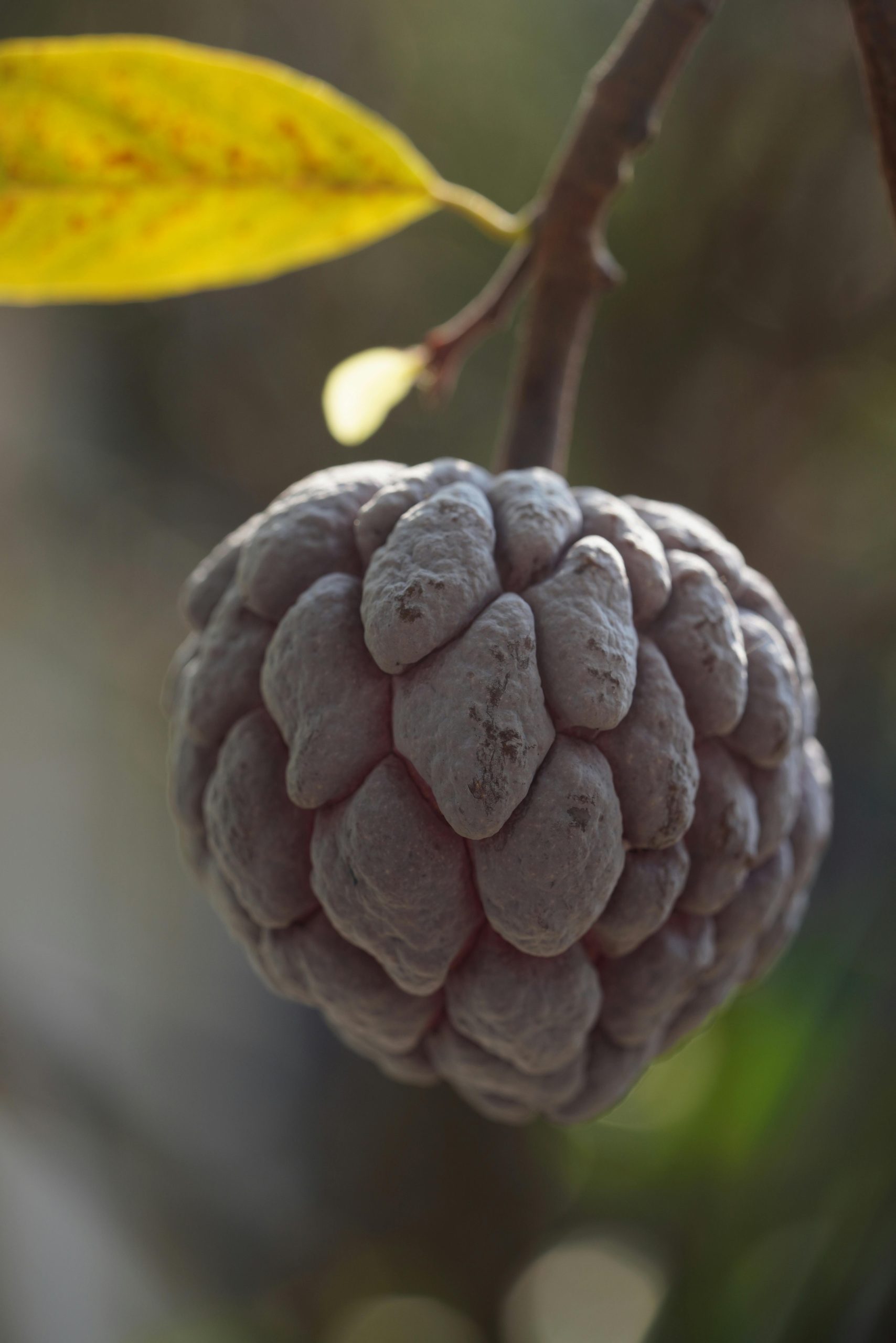 Food Stuff Company For Sale