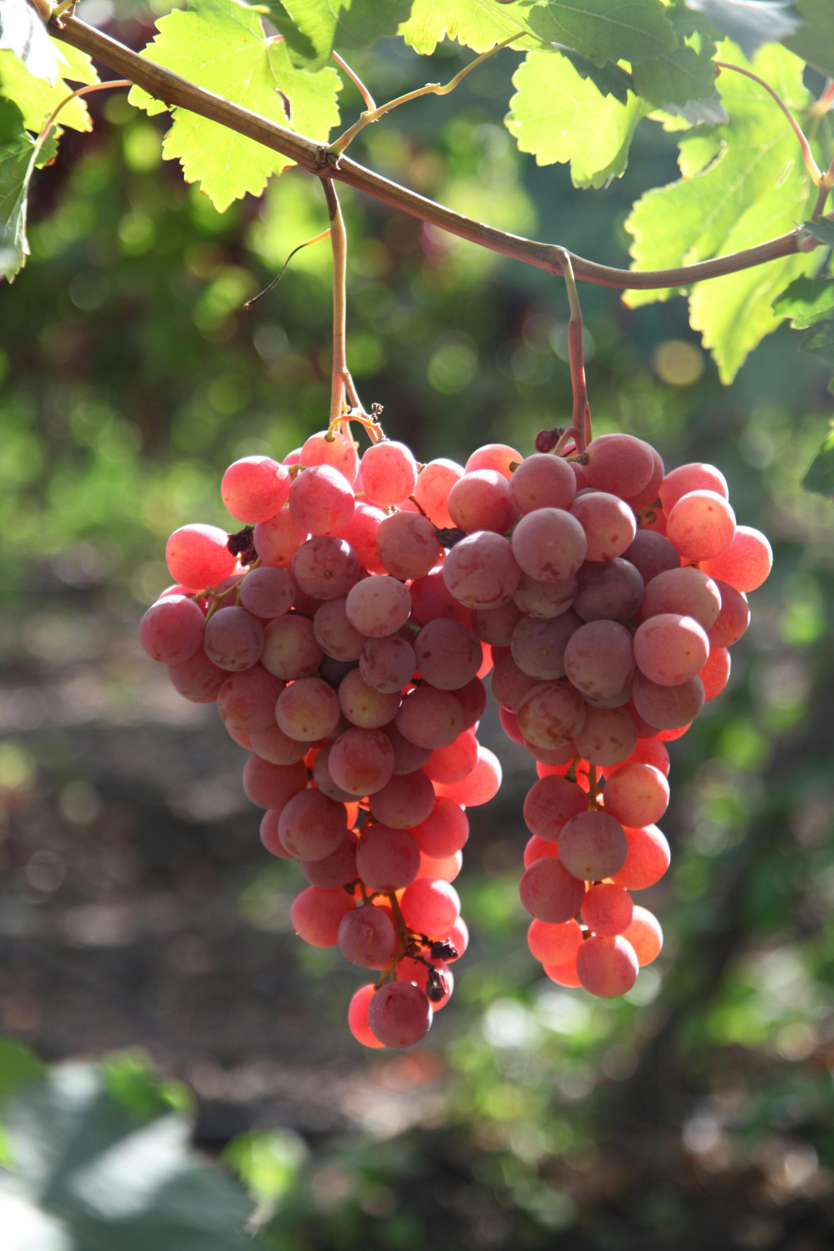 Food Stuff Company For Sale