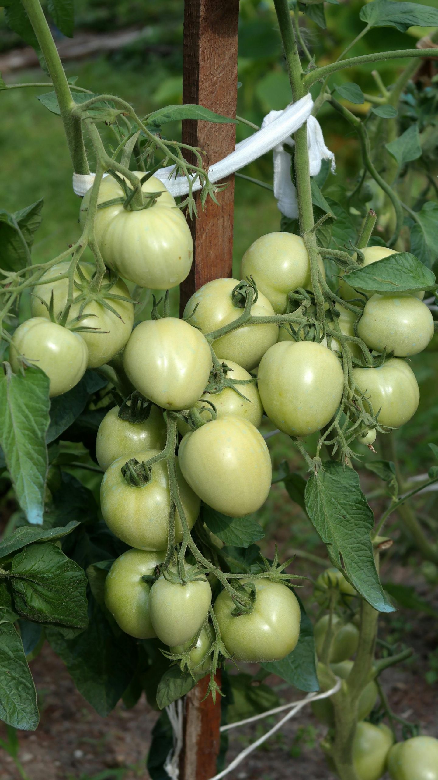 Food Stuff Company For Sale